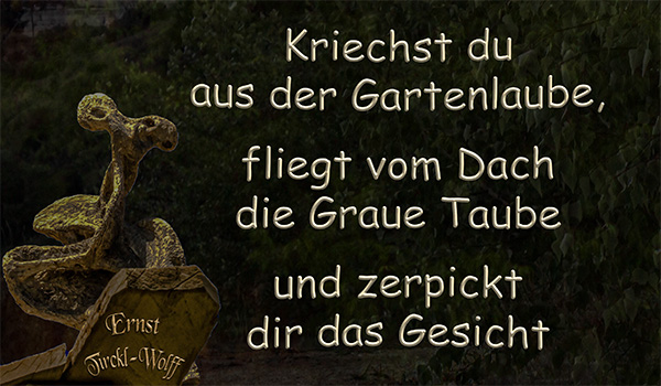 Graue Taube